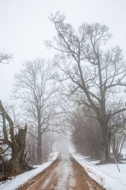 Her iki tarafında karla kaplı ağaçlarla kaplı sisli toprak yol manzarası.