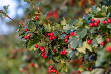 Detaylı bir makro çekim canlı kırmızı şahin çileklerini sonbahar ihtişamında yakalıyor. Bu olgun böğürtlenler sadece güzel değil aynı zamanda tıbbi özelliklere de sahipler..