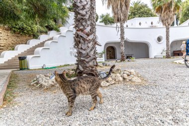 Rodos, Yunanistan - 9 Mayıs 2024: Kallithea Springs ve termes kubbesinde yaşayan kedi.