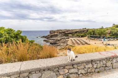 Rodos, Yunanistan - 9 Mayıs 2024: Kokkini Beach Kallithea 'da kayalıklarda Yunan kedisi