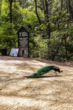 Rodos, Yunanistan - 9 Mayıs 2024: Peacock Seven Springs Epta Piges Turizm Parkı.