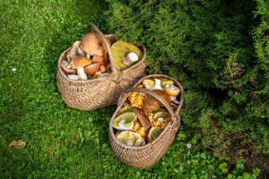 İki sepet taze orman mantarı..