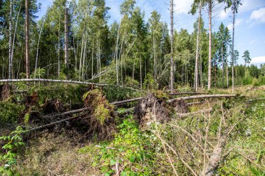 Fırtına ve kasırgadan sonra devrilmiş ve kırılmış ağaçlar.
