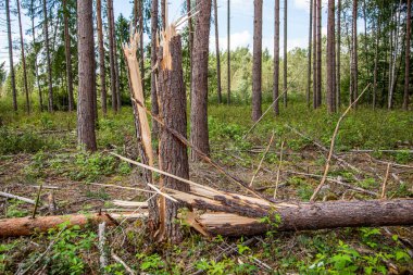 Fırtına ve kasırgadan sonra devrilmiş ve kırılmış ağaçlar.