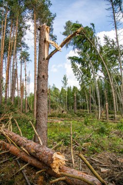 Fırtına ve kasırgadan sonra devrilmiş ve kırılmış ağaçlar.