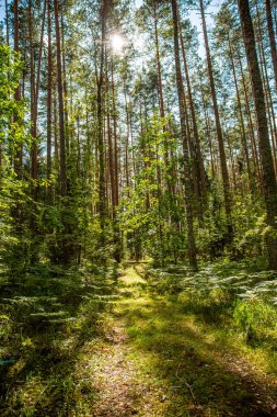 Çok güzel bir güneşli sabah yeşil orman.