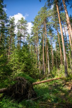 Çok güzel bir güneşli sabah yeşil orman.