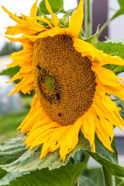 Close up of blooming sunflower in the field.