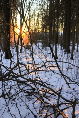 Kış harikalar diyarı. Kış orman. Ormandaki renkli güneş doğuyor. Kış doğa. Noel manzara