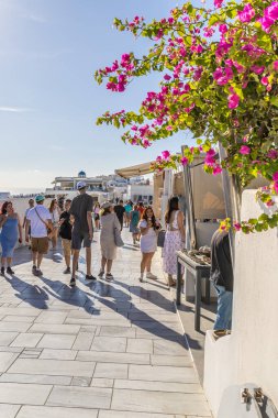 Santorini, Yunanistan - 15 Ekim 2024: Santorini 'de Yaz Titreşimleri: Pembe Çiçekler ve Parlayan Beyaz Duvarlarla süslenmiş Canlı Sokaklar.