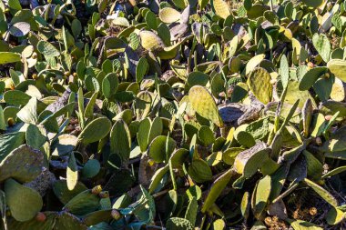 Armut Dikenli Kaktüs Santorini 'de Vahşi Büyüyor.