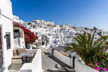 Santorini, Yunanistan - 15 Ekim 2024: Santorini 'nin canlı kırmızı bougainvillea ve mavi gökyüzü ile beyaz evlerinin panoramik manzarası. Klasik Yunan adası cazibesi