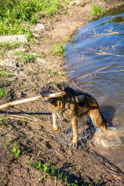Göletten bir Alman çoban köpeği sopası. Alman Sheppard 'ı yüzerken evlendir.