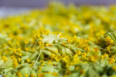 Primula veris İnekliği sarı çiçekli bitki.