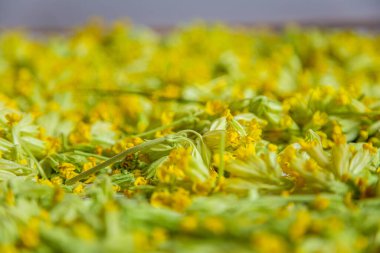 Primula veris İnekliği sarı çiçekli bitki.