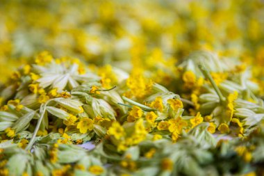 Primula veris İnekliği sarı çiçekli bitki.