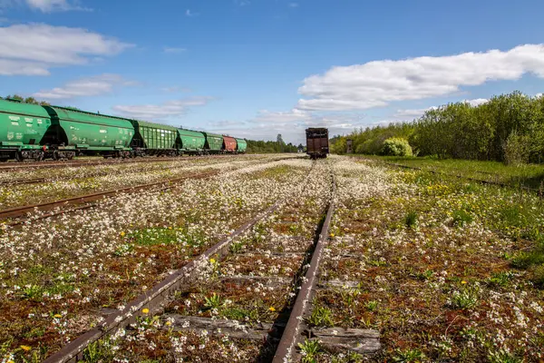 Riga, Letonya - 23 Haziran 2024: Canlı kır çiçekleriyle kaplanmış terk edilmiş bir tren yolu. endüstriyel yük trenleri.