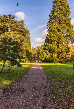 Tetbury, UK- 27 Ekim 2024 Westonbirt, Ulusal Botanik Bahçesi. Yeşil ağaçlar ve sonbahar yapraklarıyla çevrili kirli yollu huzurlu park manzarası.