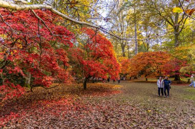 Tetbury, UK- 27 Ekim 2024: Westonbirt 'te canlı kırmızı ve altın sonbahar ağaçları Düşen yapraklarla Ulusal Ağaç..