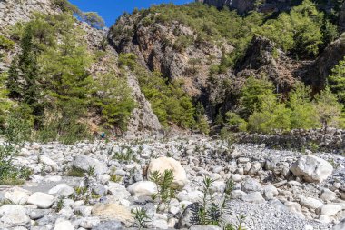 Girit, Yunanistan - 18 Ekim 2024: Bereketli yeşil ağaçlar ve dağınık kayalarla Samarya Boğazı 'ndan geçen kayalık yol, yürüyüş ve keşif için mükemmel barışçıl bir doğal manzara sergiliyor