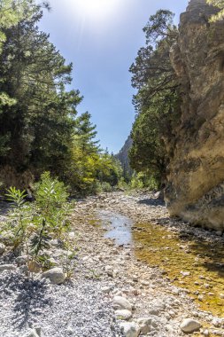 Exploring Samaria Gorge with a tranquil creek flowing along the rocky terrain, surrounded by towering cliffs and vibrant greenery in Crete's wilderness.