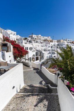 Santorini, Yunanistan - 15 Ekim 2024: Santorini 'nin canlı kırmızı bougainvillea ve mavi gökyüzü ile beyaz evlerinin panoramik manzarası. Klasik Yunan adası cazibesi