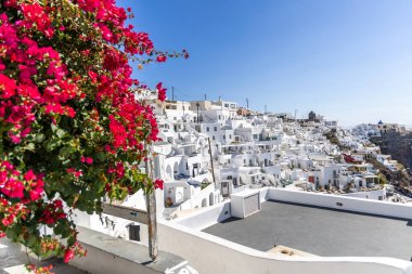 Santorini, Yunanistan - 15 Ekim 2024: Beyaz boyalı evler ve çiçek açan kırmızı çiçeklerle Santorini köyü. Geleneksel Yunan adası güzelliği ve mavi gökyüzü