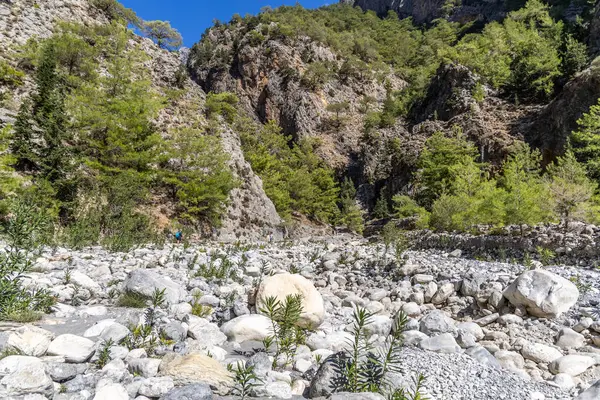 Girit, Yunanistan - 18 Ekim 2024: Bereketli yeşil ağaçlar ve dağınık kayalarla Samarya Boğazı 'ndan geçen kayalık yol, yürüyüş ve keşif için mükemmel barışçıl bir doğal manzara sergiliyor