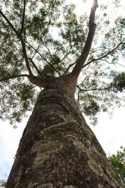 Çam ağacının gövdesi çok büyüktür ve Endonezya günü yaprakları çok yemyeşildir.