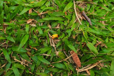 güzel çim soyut arkaplan