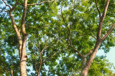Çam ağacının gövdesi çok büyüktür ve Endonezya günü yaprakları çok yemyeşildir.