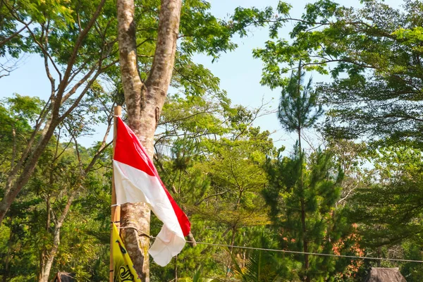 Индонезийский Флаг Висящий Сосне Лесу — стоковое фото