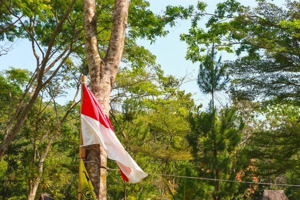 Una Bandiera Indonesiana Appesa Pino Nel Bosco — Foto Stock