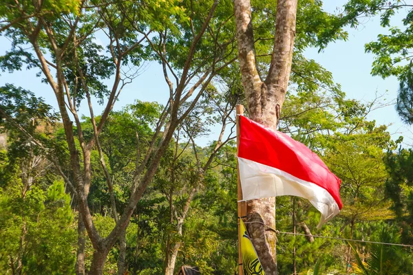 Drapeau Indonésien Accroché Pin Dans Forêt — Photo