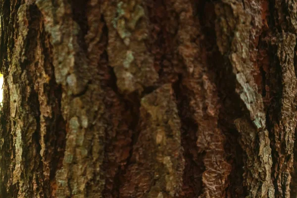 Stam Van Dennenboom Erg Groot Bladeren Zijn Erg Weelderig Groen — Stockfoto