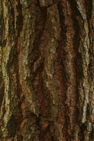 Stam Van Dennenboom Erg Groot Bladeren Zijn Erg Weelderig Groen — Stockfoto