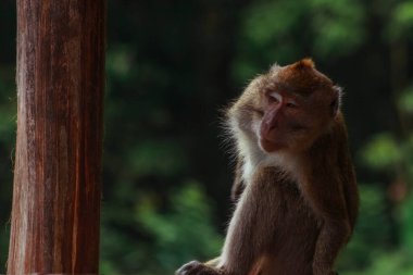 Endonezya 'da plangon turunda uzun kuyruklu maymunlar