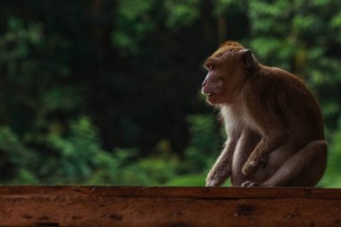 Endonezya 'da plangon turunda uzun kuyruklu maymunlar