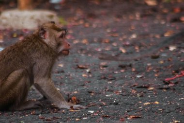 Endonezya 'da plangon turunda uzun kuyruklu maymunlar
