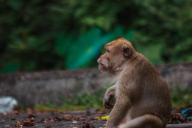Endonezya 'da plangon turunda uzun kuyruklu maymunlar