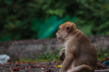 Endonezya 'da plangon turunda uzun kuyruklu maymunlar