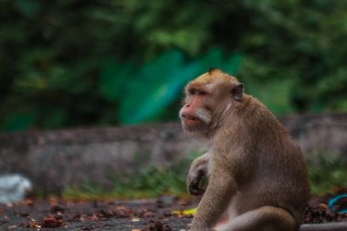 Endonezya 'da plangon turunda uzun kuyruklu maymunlar