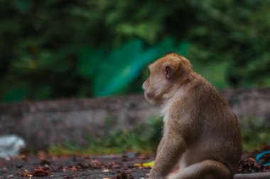 Endonezya 'da plangon turunda uzun kuyruklu maymunlar