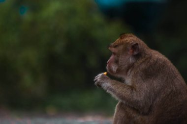 Endonezya 'da plangon turunda uzun kuyruklu maymunlar