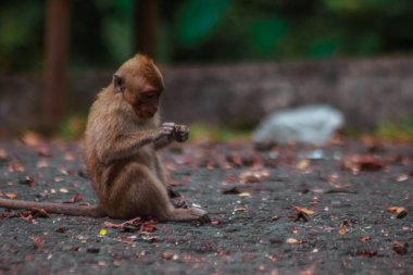 Endonezya 'da plangon turunda uzun kuyruklu maymunlar
