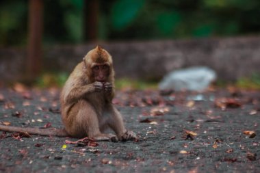Endonezya 'da plangon turunda uzun kuyruklu maymunlar