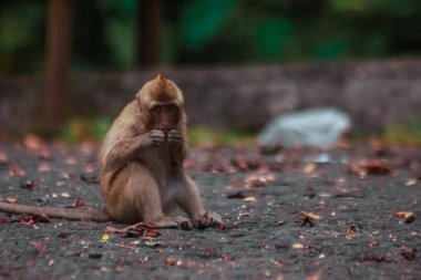 Endonezya 'da plangon turunda uzun kuyruklu maymunlar