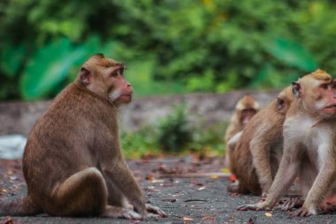 Endonezya plangonunda uzun kuyruklu maymun