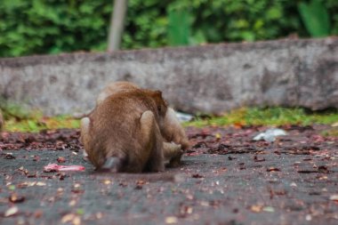 Endonezya plangonunda uzun kuyruklu maymun