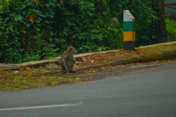 Maimuțe Coadă Lungă Indonezia Plimbare — Fotografie, imagine de stoc